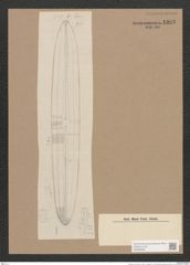 Navicula sp. (de-Toni-Nr.: Genus 1, Species 807 ?) Zeichnungen Sammlung Grunow Nr. 1393 (NHMW-BOT-W0368358)